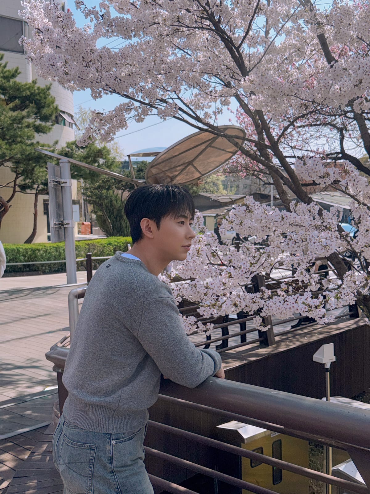 2026 벚꽃 — WKND MOOD